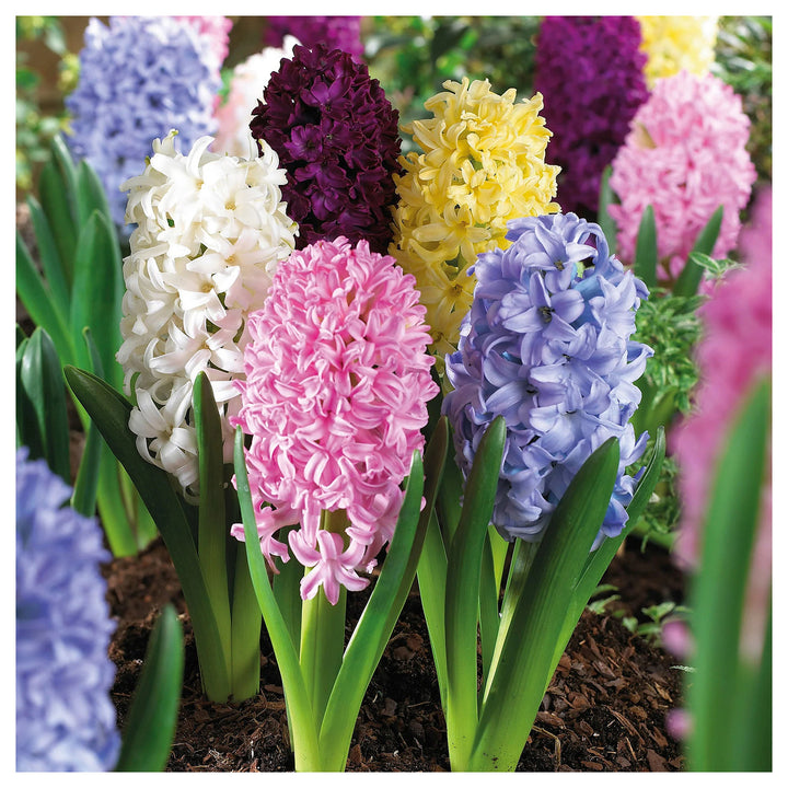 Multi-Color Hyacinthus Orientalis Seeds for Planting – Heirloom, Non-GMO, High Germination Organic Garden Seeds | Neera Seeds product photo [neera-v4-d4848eb428c36f9df4b2]