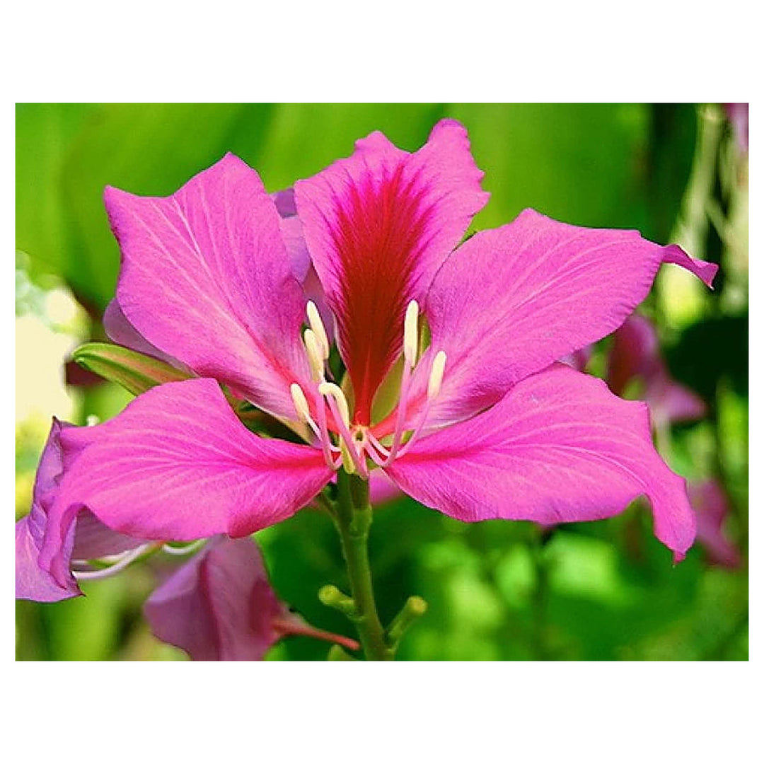 Bauhinia Flower Seeds for Planting, Heirloom, Non-GMHeirloom Bauhinia Flower Seeds, Non-GMO Orchid Tree Blooms for  | Neera Seeds product photo [neera-v4-d498c0c8010b61d1c0e6]