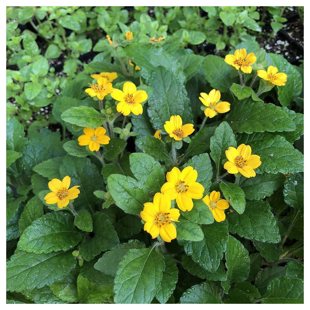 Chrysogonum Virginianum Flower Seeds for planting – Heirloom, Non-GMO, Easy to Grow Perennial Seeds | Neera Seeds product photo [neera-v4-d49c824e4e9c2124dcb8]