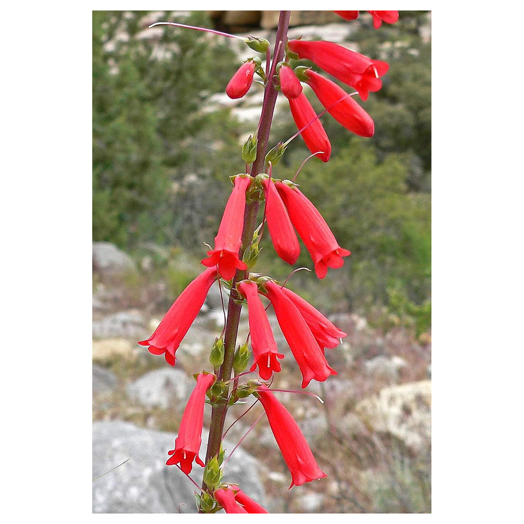 Heirloom Non-GMO Penstemon Eatonii Flower Seeds for Planting – Drought-Tolerant Organic Garden Seeds | Neera Seeds product photo [neera-v4-d49dc3da12d10fd77522]