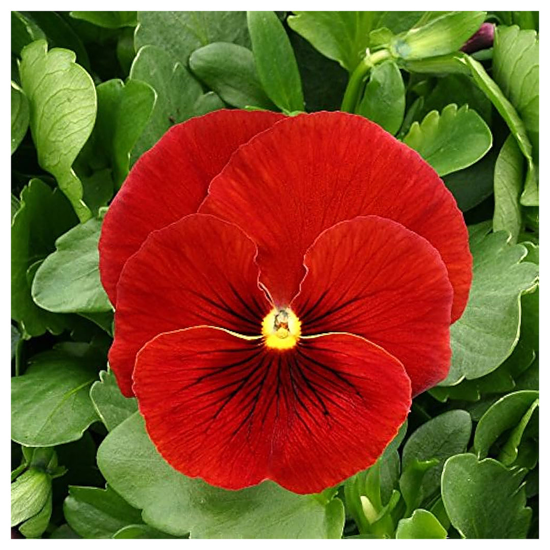 Scarlet Pansy Flower Planting Flower Seeds Home Garden Planting, Vibrant Organic Blooming | Neera Seeds product photo [neera-v4-d4ad9b47d990098180c4]