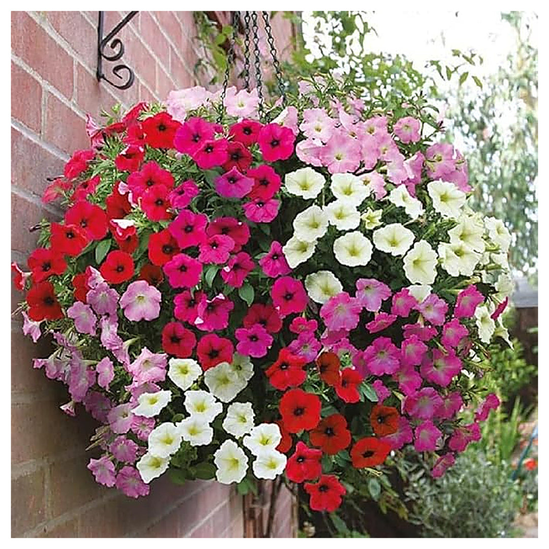 Petunia Petunia Hybrida Garden Flower For Planting Ideal For Hanging Baskets Container | Neera Seeds product photo [neera-v4-d4b423a523b4647bc56a]
