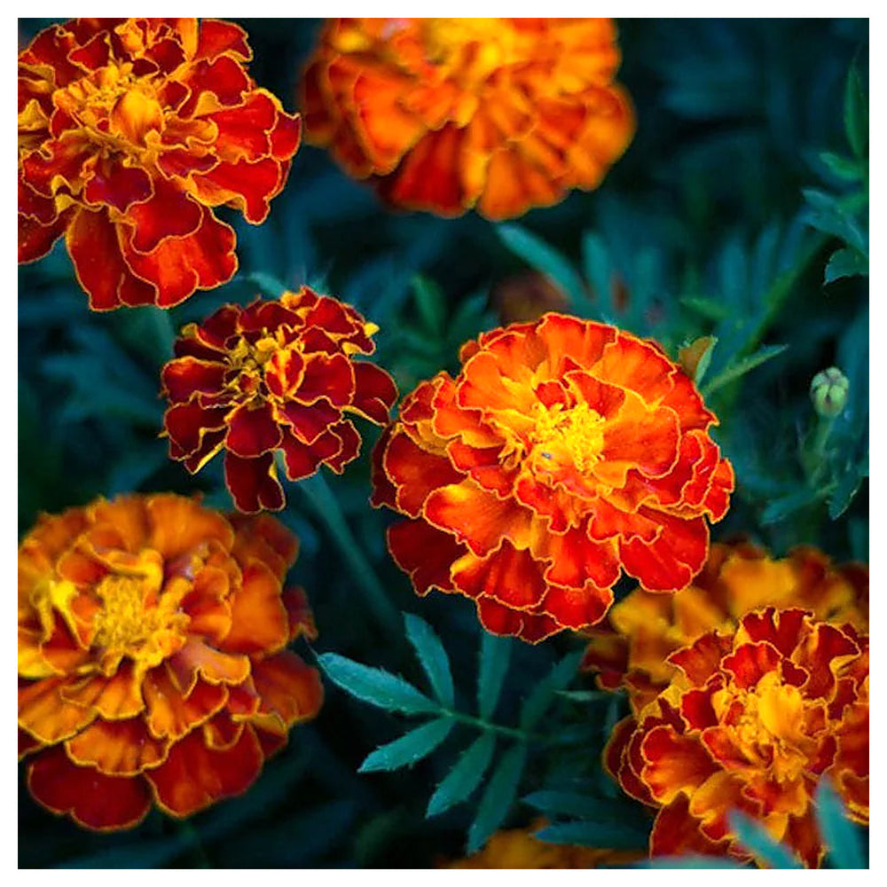 Heirloom Non-GMO Russian Marigold Flower Seeds for Planting – Bright Hardy Blooms for Garden Borders | High Germina | Neera Seeds product photo [neera-v4-d4b4e1665e0f2dcb2bc2]