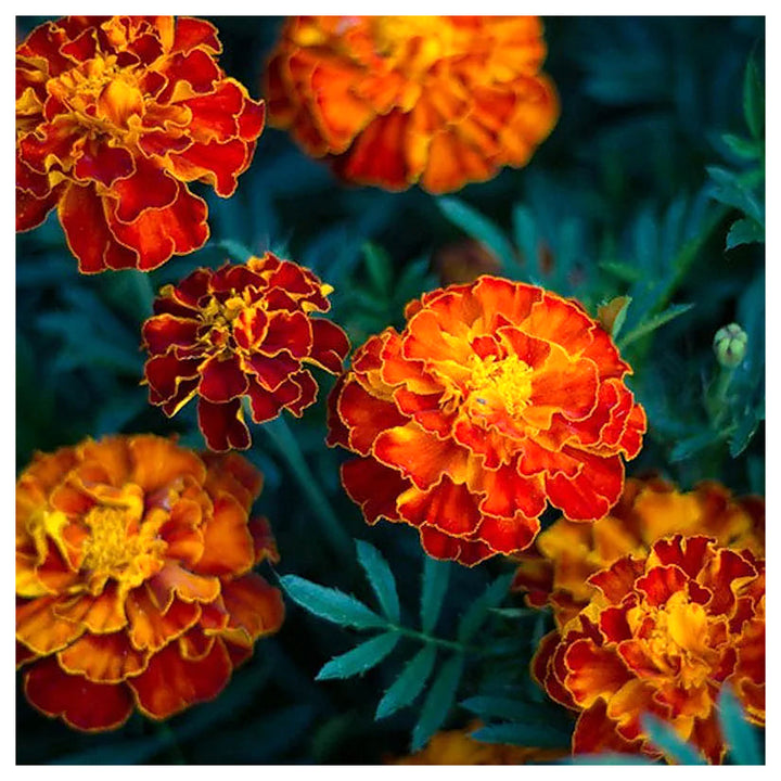 Heirloom Non-GMO Russian Marigold Flower Seeds for Planting – Bright Hardy Blooms for Garden Borders | High Germina | Neera Seeds product photo [neera-v4-d4b4e1665e0f2dcb2bc2]