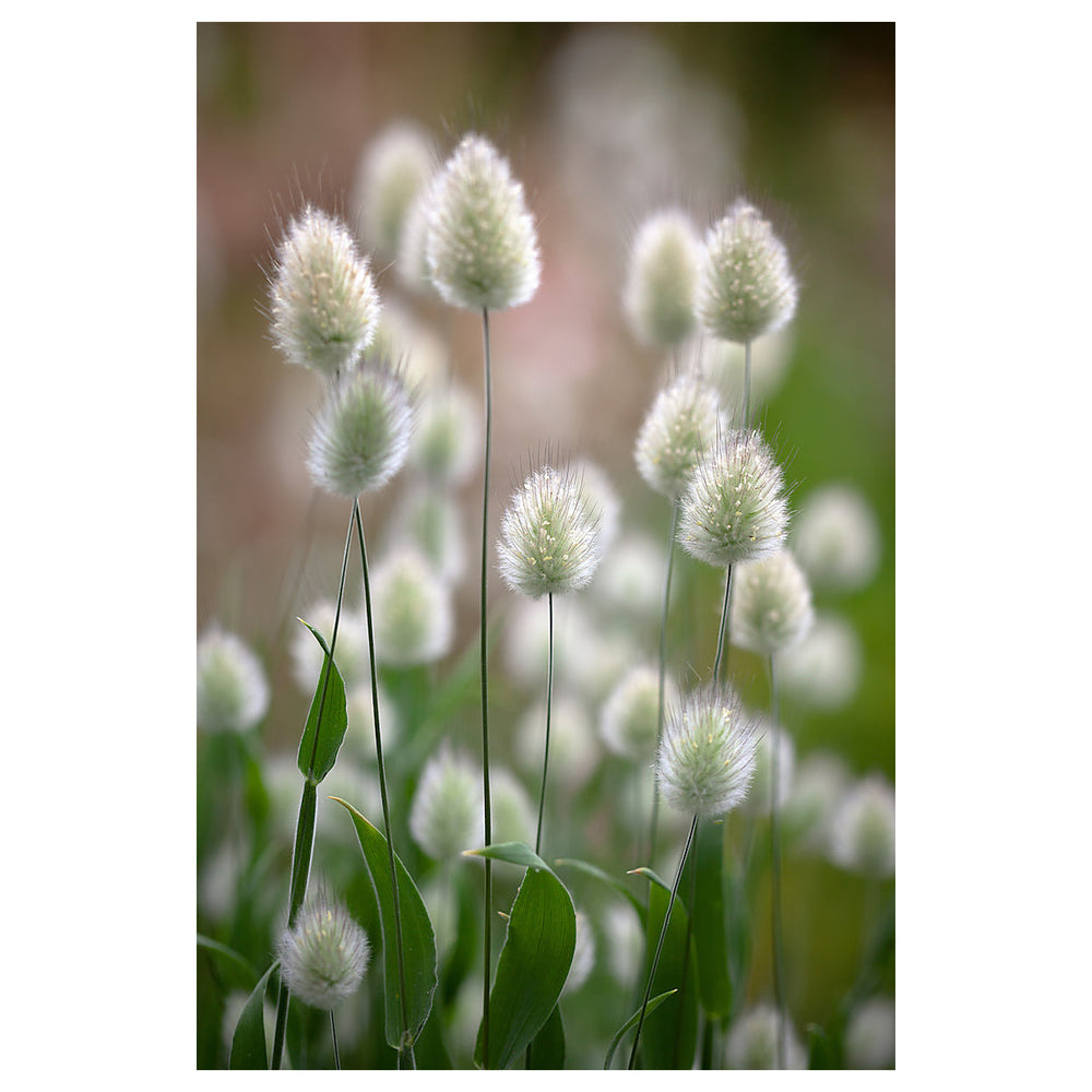 Heirloom Non-GMO Lagurus Ovatus Flower Seeds for Planting – Bunny Tail Grass Ornamental Blooms | Neera Seeds product photo [neera-v4-d4c2d9a7901cfb5ab8a3]