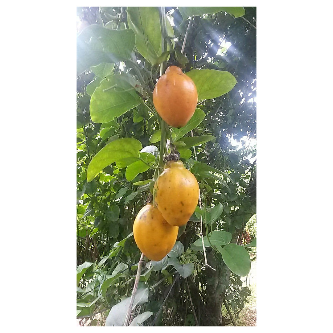 Passiflora Alata Fruit Seeds for Planting – Exquisite Passion Fruits, Heirloom & Non-GMO, High Germination Seeds | Neera Seeds product photo [neera-v4-d4ca9732849385614799]