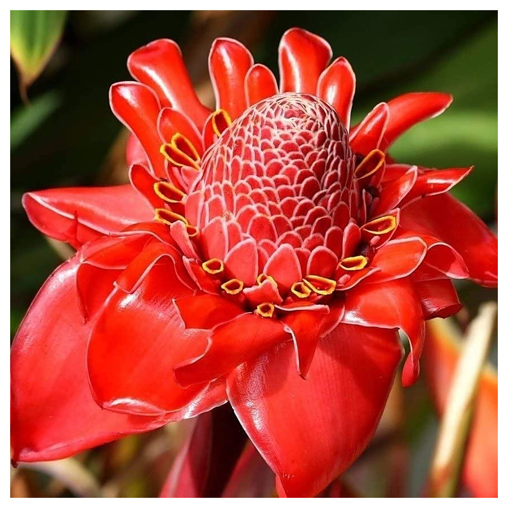 Heirloom Non-GMO Ginger Flower Seeds – Rare Exotic Blooms for Garden Planting | High Germination Organic Seeds | Neera Seeds product photo [neera-v4-d4e1f513fea4119badc8]