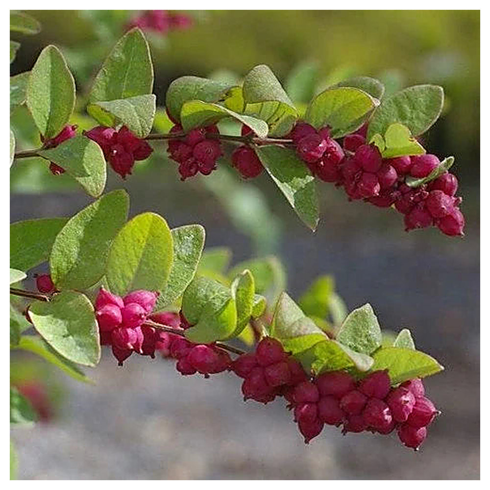 Rare Coralberry (Symphoricarpos Orbiculatus) Seeds – Hardy, Ornamental Garden Shrubs for Landscaping & Wildlife | Neera Seeds product photo [neera-v4-d4faf350f42ea9e764c0]