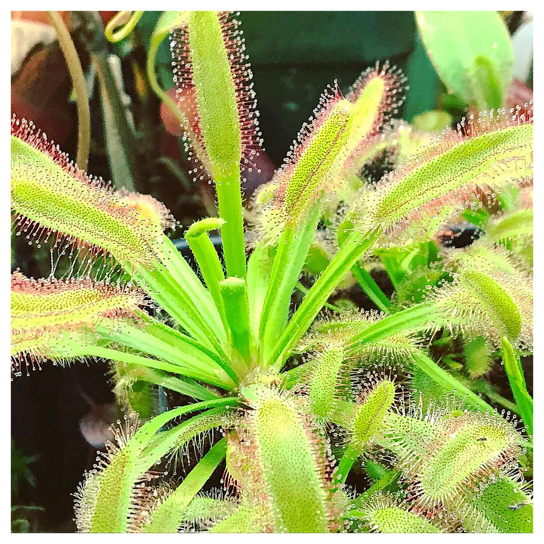 Drosera Capensis Cape Sundew Heirloom Non Gmo Flower Seeds Home Garden Planting, Blooming | Neera Seeds product photo [neera-v4-d50885b39d2f8d606cb7]