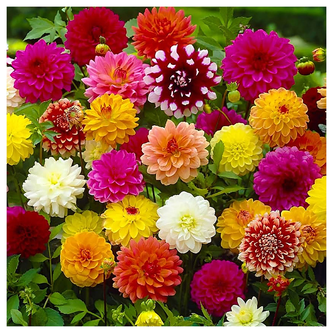 Dahlia Pompon Mix Flower Flower Seeds for Home Garden Planting, Premium Organic Blooming Collection | Neera Seeds product photo [neera-v4-d513263af2f29846b977]