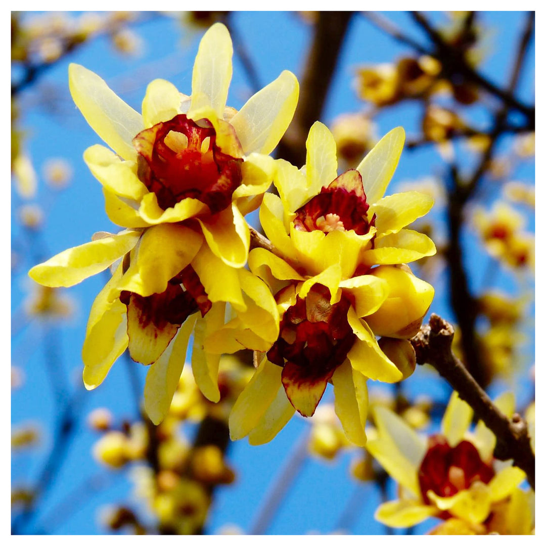 Heirloom Non-GMO Chimonanthus Flower Seeds for Planting – Fragrant Winter Bloom Seeds | Neera Seeds product photo [neera-v4-d52678fdef55afadb5a4]