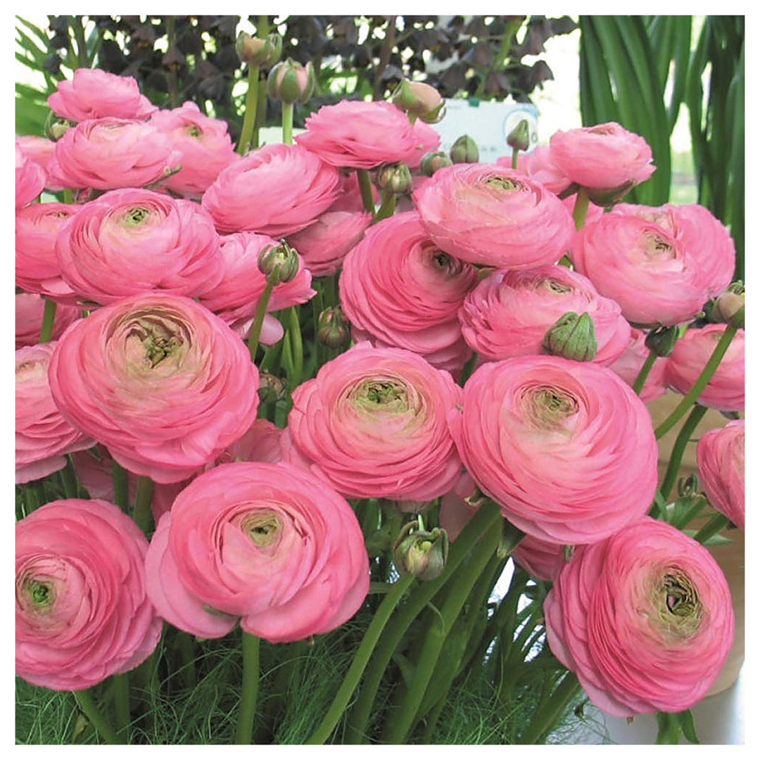 Buttercup Flower Flower Seeds for Home Garden Planting, Ornamental Organic Blooming Collection | Neera Seeds product photo [neera-v4-d53aa62a02d9f143c58e]