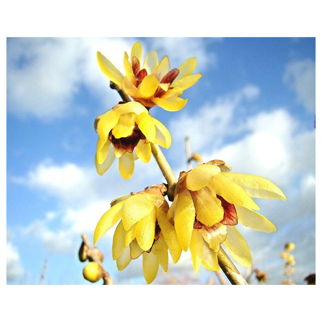 Heirloom Red Chimonanthus Flower Seeds, Non-GMO Fragrant Bloom Seeds for Garden Planting | Neera Seeds product photo [neera-v4-d54789a9de55fc8700ad]