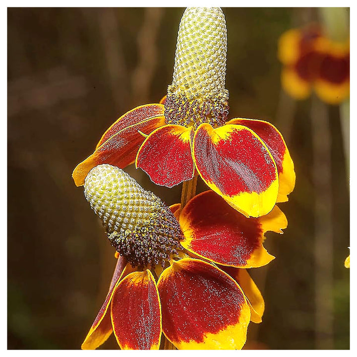 Heirloom Ratibida Columnaris Seeds – Non-GMO Flower Seeds for Planting | High Germination Organic Garden Blooms | Neera Seeds product photo [neera-v4-d5534f3d14276d1cbb2d]