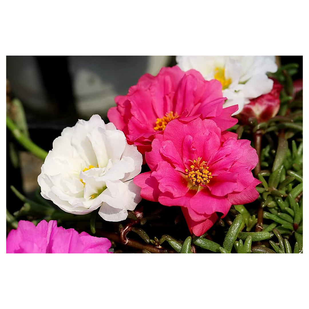 White Pink Moss Rose Plant Seeds for Planting – Heirloom Non-GMO Organic Garden Seeds with High Germination | Neera Seeds product photo [neera-v4-d55608e0a357bb0b6968]