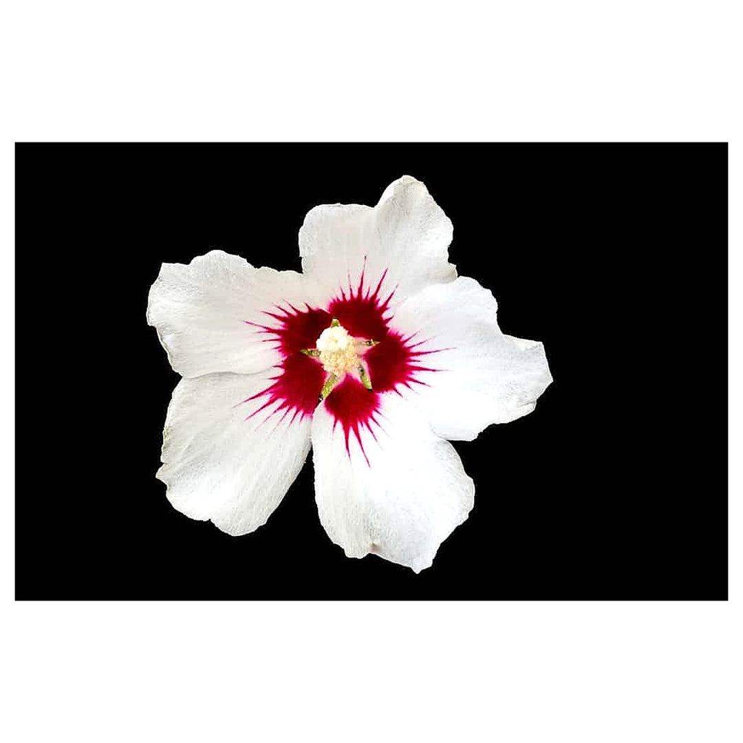 Burgundy White Camellia Flower Seeds – Non-GMO, for Garden and Decorative Planting | Neera Seeds product photo [neera-v4-d55a64439b2ffe0f3bcf]