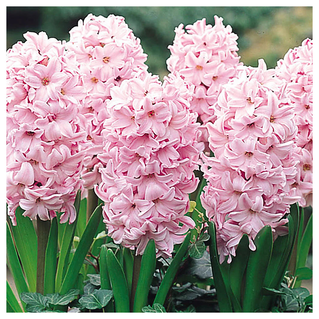 Baby Pink Hyacinth Flower Seeds for Planting - Heirloom Non-GMO High Germination Organic Garden Seeds | Neera Seeds product photo [neera-v4-d55a851ee1c1be7d2293]