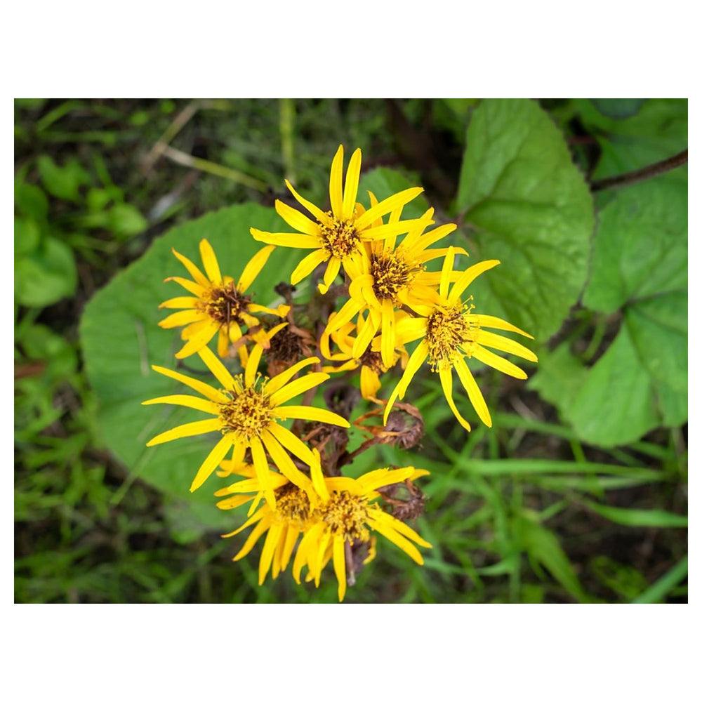 Yellow Ligularia Plant Seeds – Perennial Flower for Shade Gardens | Large Golden Blooms | Easy to Grow Garden Seeds | Neera Seeds product photo [neera-v4-d5655b35f289d57e2fc7]