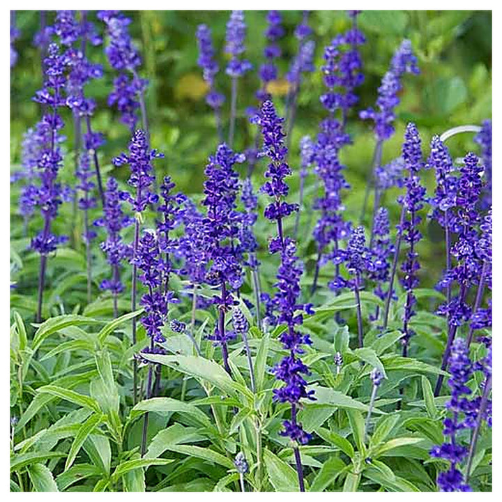 Royal Blue Salvia Flower Seeds for Planting – Heirloom &amp; Non-GMO Pollinator-Friendly Garden Blooms | Neera Seeds product photo [neera-v4-d571b99ca7b74b062edd]