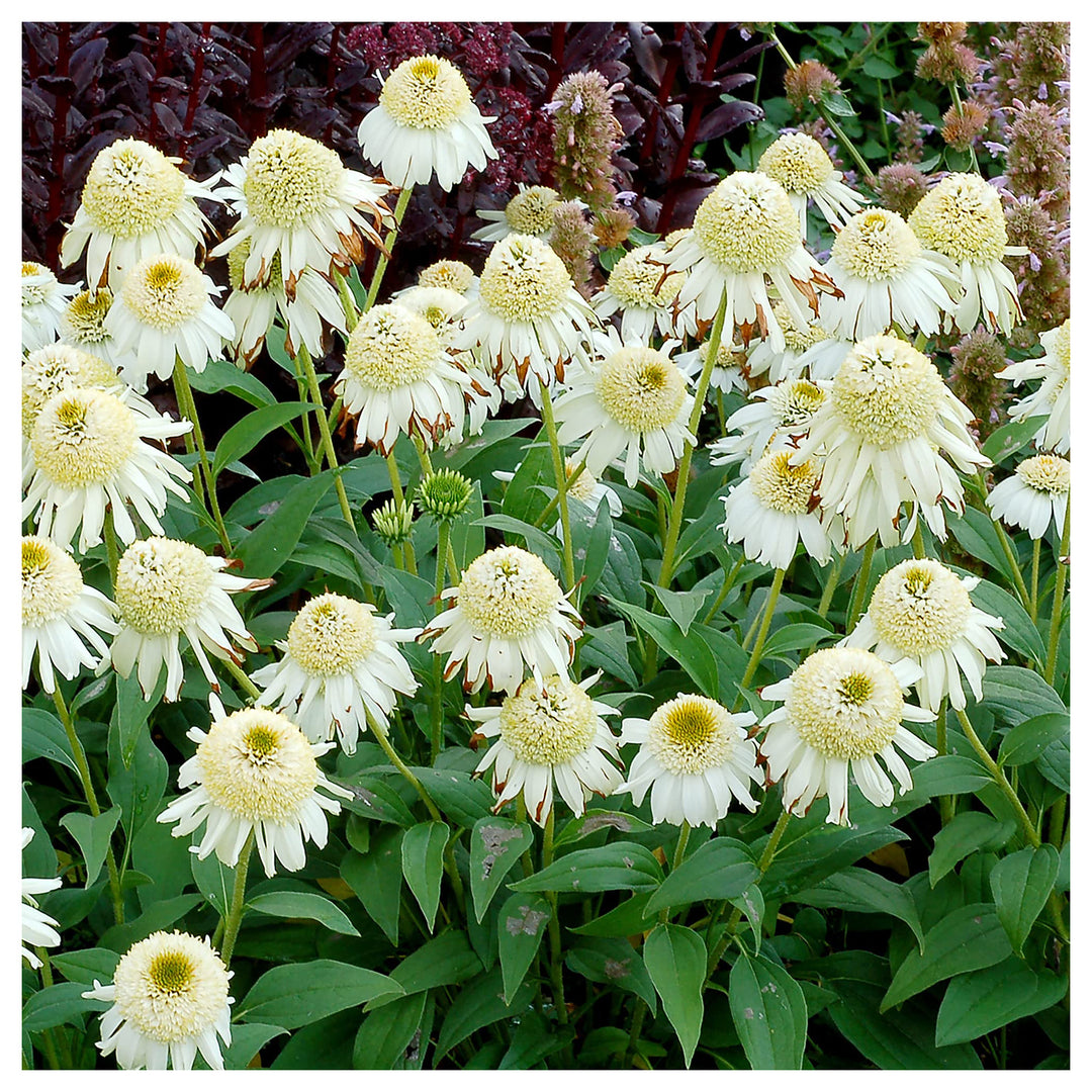 Vanilla Echinacea Flower Seeds for Planting - Heirloom, Non-GMO Seeds for Home Garden | Neera Seeds product photo [neera-v4-d5796b03d2c6a9e0f7e5]