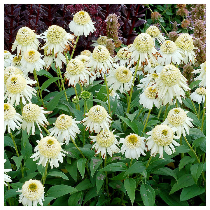 Vanilla Echinacea Flower Seeds for Planting - Heirloom, Non-GMO Seeds for Home Garden | Neera Seeds product photo [neera-v4-d5796b03d2c6a9e0f7e5]