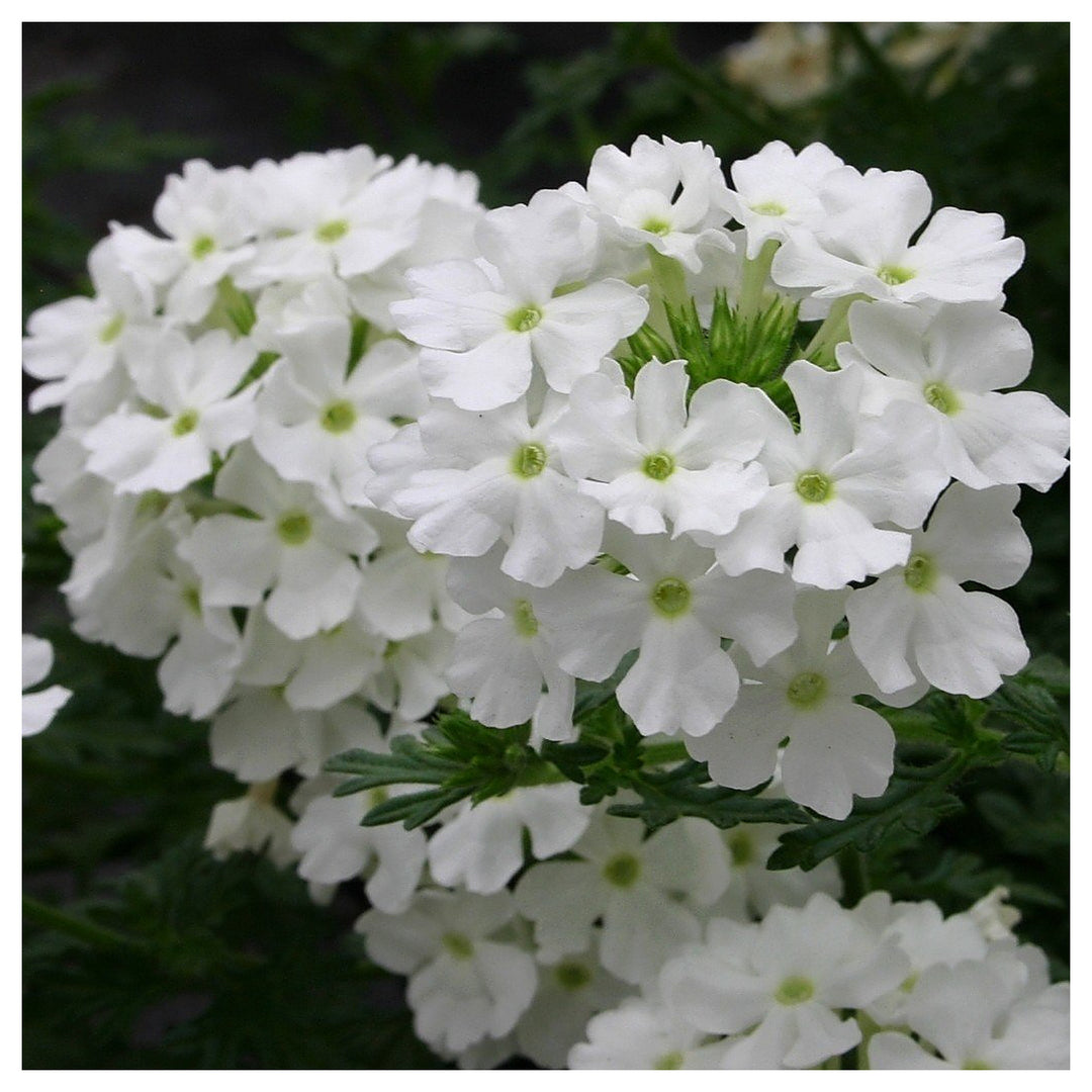 White Mixed Verbena Flower Home And Farm Gardens Flower Seeds Home Garden Planting, | Neera Seeds product photo [neera-v4-d583a9235c46a68bc4d5]