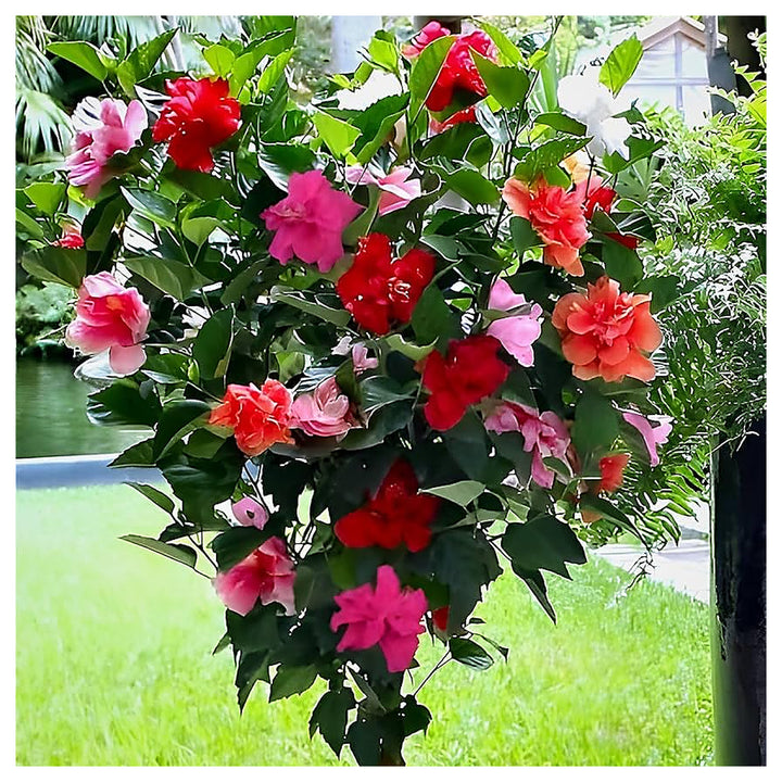 Mixed Rose Mallow Flower Seeds for Planting – Heirloom, Non-GMO, High Germination Organic Garden Seeds for Vibrant  | Neera Seeds product photo [neera-v4-d590ebce3da37f85bb54]