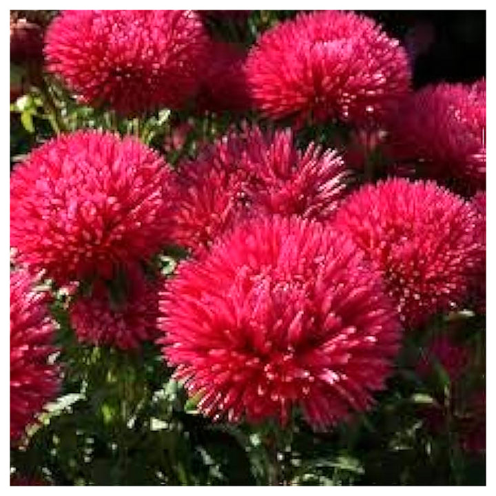 Dark Maroon Aster Heirloom Non-GMO Seeds for Planting – High Germination Organic Garden Seeds for Late Season Bloom | Neera Seeds product photo [neera-v4-d5948c48436511568ac7]