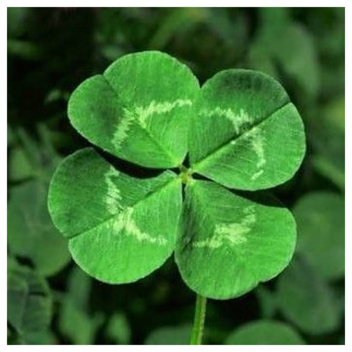 Green Leaf Clover Flower Seeds – Heirloom Non-GMO Lucky Blooms for Decorative Garden Ground Cover | Neera Seeds product photo [neera-v4-d5949e1d0c38361aeda7]