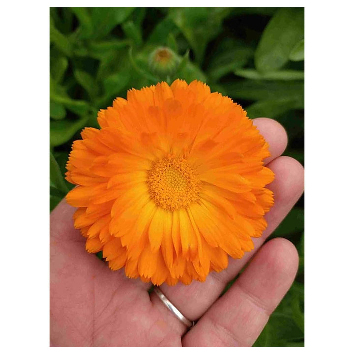 Orange Balls Calendula For Planting Calendula Officinalis For Flower Bed And Pollinator Garden | Neera Seeds product photo [neera-v4-d5a00be7df7f67c077c1]
