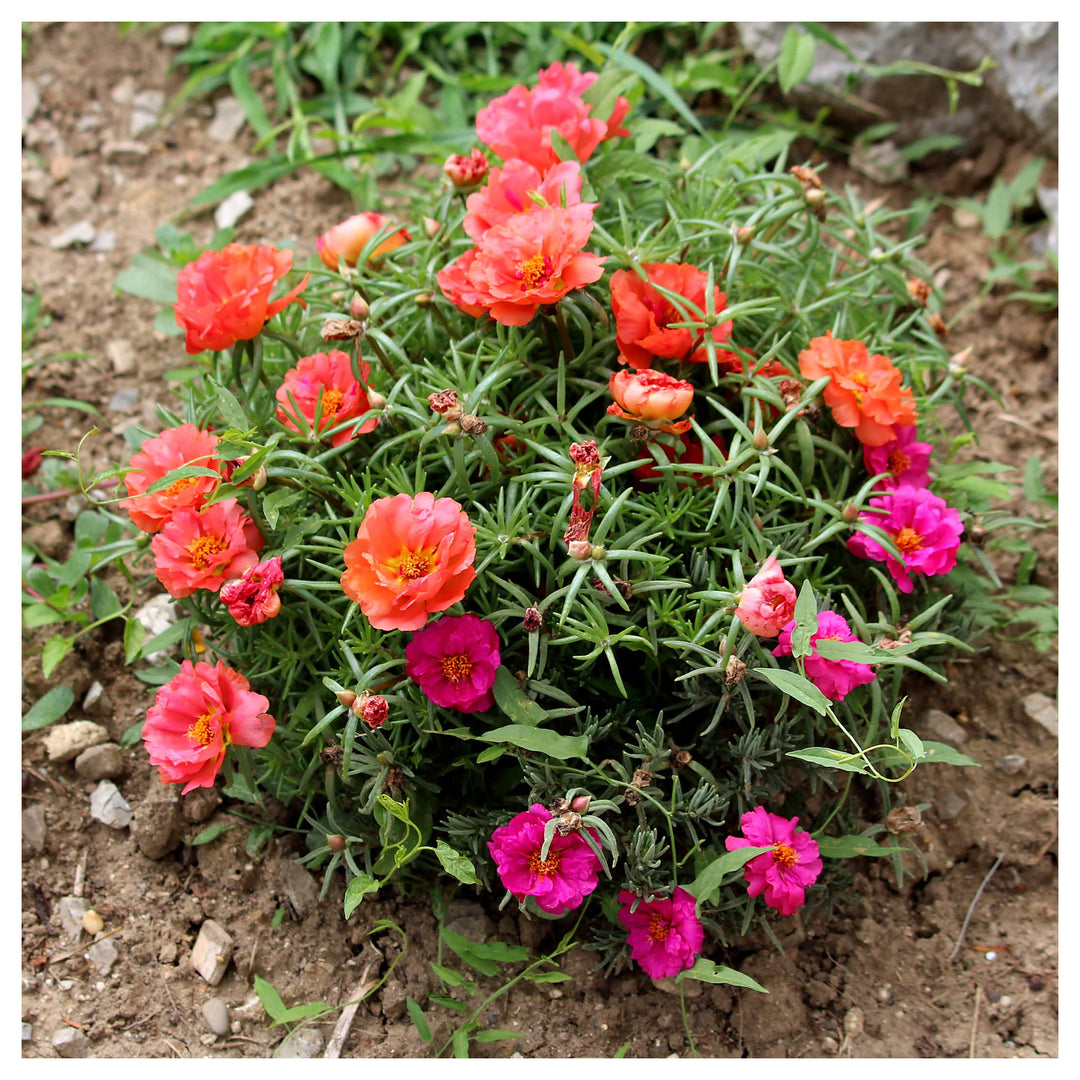 Portulaca Moss Flower Seeds for Planting – Heirloom, Non-GMO, High Germination Organic Garden Seeds | Neera Seeds product photo [neera-v4-d5b11aeca8cd090cac7b]