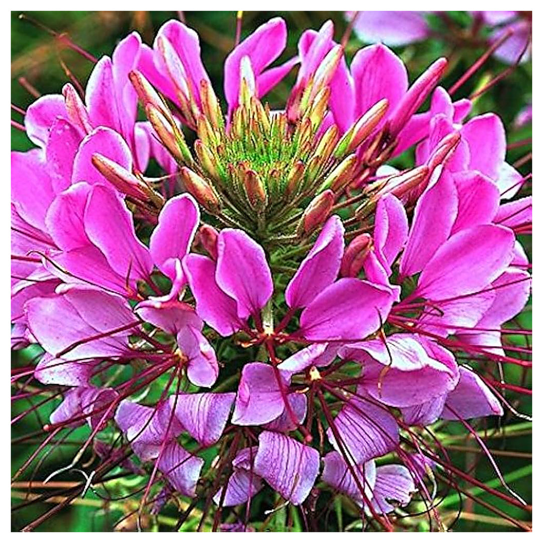 Queen Cleome Flower Planting Garden Bed Flower Seeds Home Garden Planting, Ornamental | Neera Seeds product photo [neera-v4-d5b3c3c7a88cf4d9eec1]