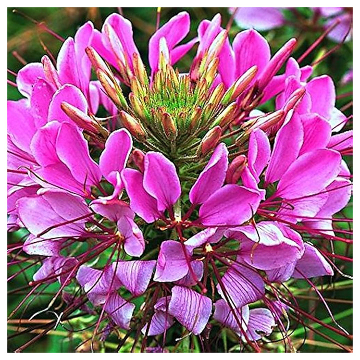 Queen Cleome Flower Planting Garden Bed Flower Seeds Home Garden Planting, Ornamental | Neera Seeds product photo [neera-v4-d5b3c3c7a88cf4d9eec1]