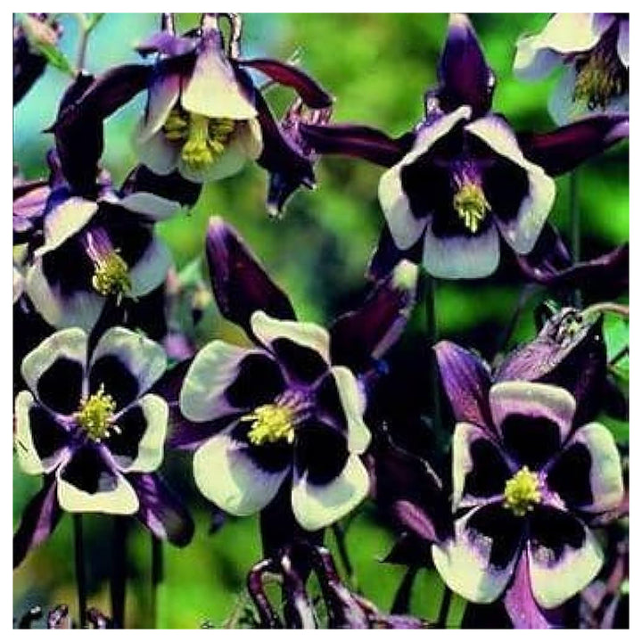 Columbine William Guinness Aquilegia For Bulk Flower Growth Flower Seeds for Home Garden Planting, | Neera Seeds product photo [neera-v4-d5b6391f1f4befa5fad9]