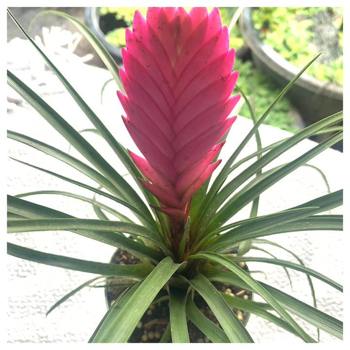 Heirloom Non-GMO Tillandsia Cyanea Flower Seeds for Planting – Pink Quill Air Plant Blooms | Neera Seeds product photo [neera-v4-d5bd394fd43215d763f7]