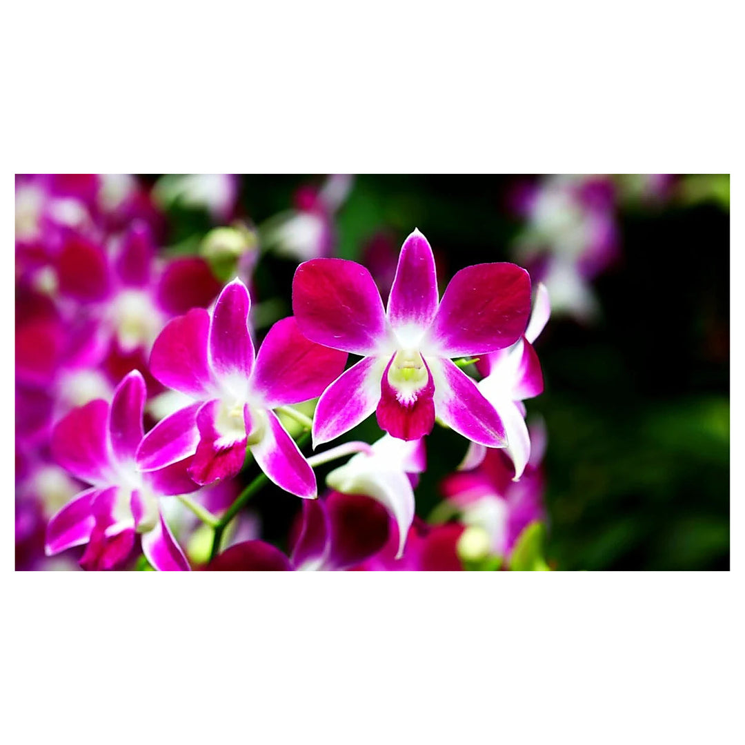 Dendrobium Flower Seeds Lavender for Planting | Heirloom Non-GMO High Germination Organic Garden Seeds | Neera Seeds product photo [neera-v4-d5c1ebde077b333385d2]