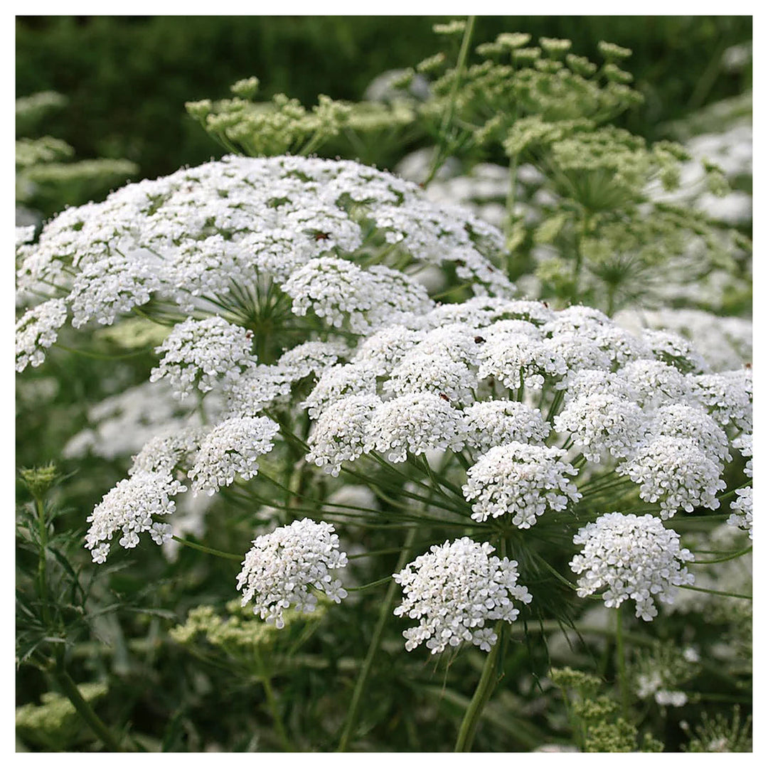 White Bishops Flower Seeds for Planting – Heirloom, Non-GMO, High Germination, Organic Garden Seeds | Neera Seeds product photo [neera-v4-d5c51791b863b9fc4b27]