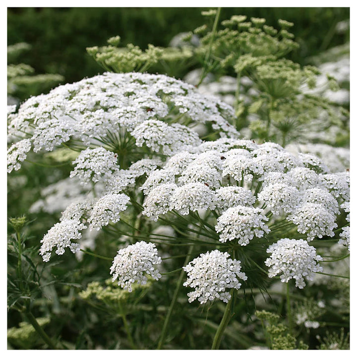 White Bishops Flower Seeds for Planting – Heirloom, Non-GMO, High Germination, Organic Garden Seeds | Neera Seeds product photo [neera-v4-d5c51791b863b9fc4b27]