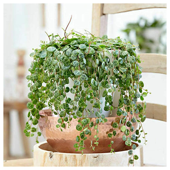 Heirloom Peperomia Prostrata Succulent Seeds – Non-GMO Ornamental Seeds for Planting, High Germination Organic Gard | Neera Seeds product photo [neera-v4-d5d63fbf6fde3bd12b5f]