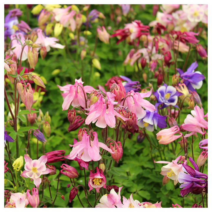 Columbine Biedermeier Flower Seeds for Planting – 100 pcs | Heirloom Non-GMO Organic Garden Blooms | Neera Seeds product photo [neera-v4-d5e5a82158f361e312c0]