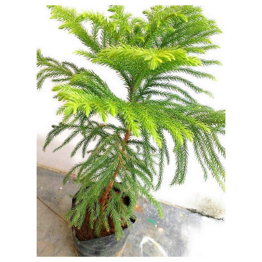 Heirloom Non-GMO Araucaria Flower Seeds for Planting – Rare Evergreen Tree Seeds | Neera Seeds product photo [neera-v4-d5ea7b5c3864f9260ead]