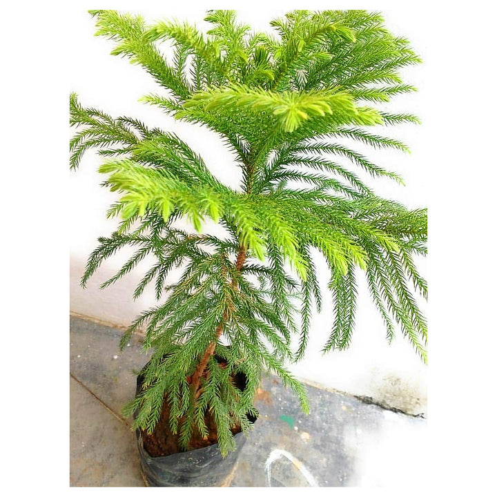 Heirloom Non-GMO Araucaria Flower Seeds for Planting – Rare Evergreen Tree Seeds | Neera Seeds product photo [neera-v4-d5ea7b5c3864f9260ead]