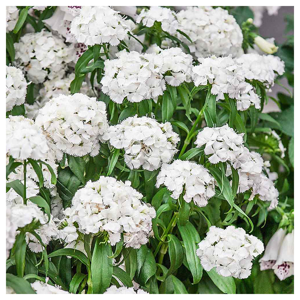 Dianthus Flower Seed for Planting 100 pcs | Neera Seeds product photo [neera-v4-d5ef2e437e582dee46c1]