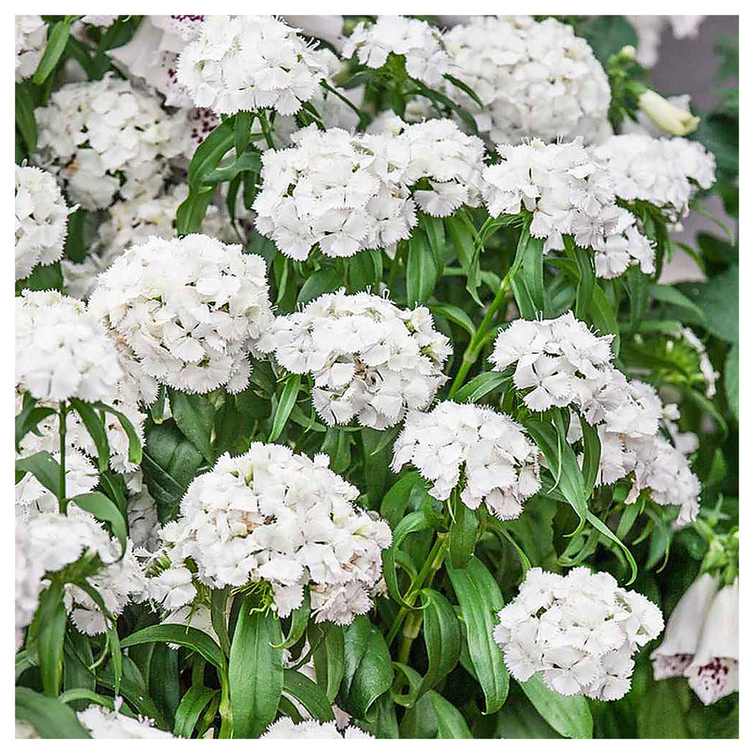 Dianthus Flower Seed for Planting 100 pcs | Neera Seeds product photo [neera-v4-d5ef2e437e582dee46c1]
