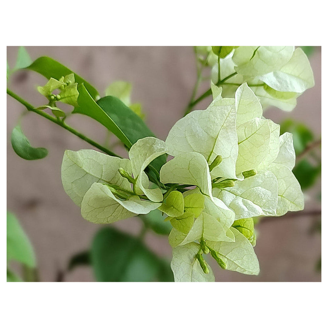 Green Bougainvillea Climbing Flower Seeds – Heirloom Non-GMO High Germination Organic Garden Vine Seeds | Neera Seeds product photo [neera-v4-d5f3ff32377114ea8986]