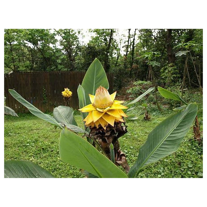White Musella Lasiocarpa Plant Seeds for Planting – Rare Ornamental Banana Lotus | Neera Seeds product photo [neera-v4-d6021848d7fbc41ce269]