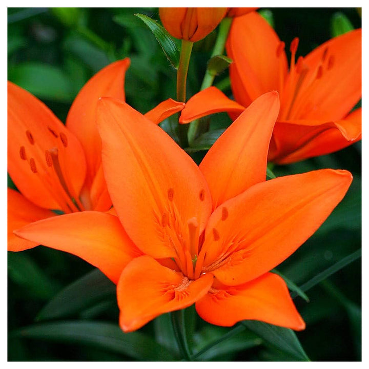 Lily For Planting Lilium Spp For Flower Beds And Ornamental Gardens Flower Seeds for Home Garden | Neera Seeds product photo [neera-v4-d60d2cb2b82fc4349f35]