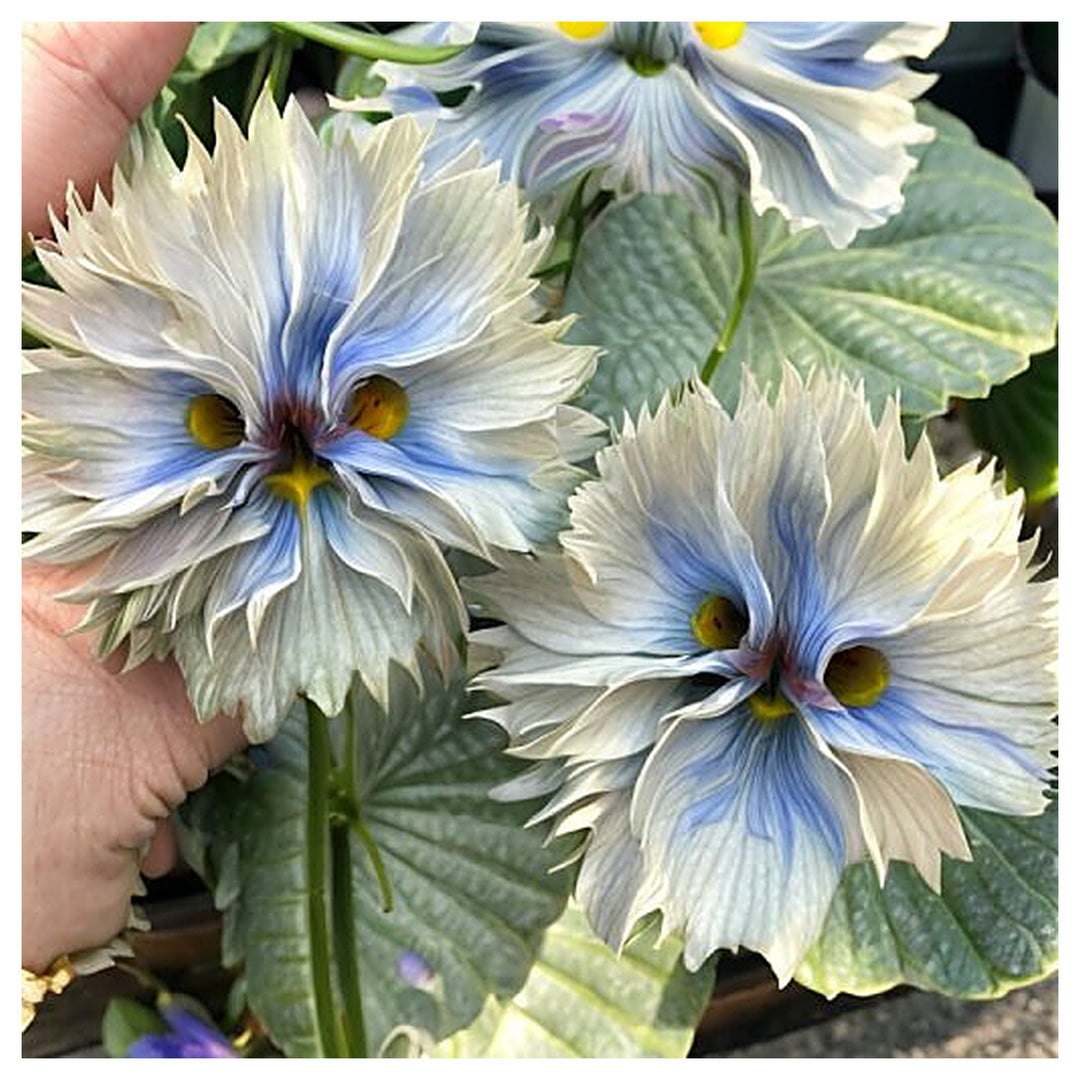 Big face Flower Seeds | Seeds for Planting | Heirloom | Non-GMO | High Germination | Organic Garden Seeds | Neera Seeds product photo [neera-v4-d610a8b3a3196a83f6f8]