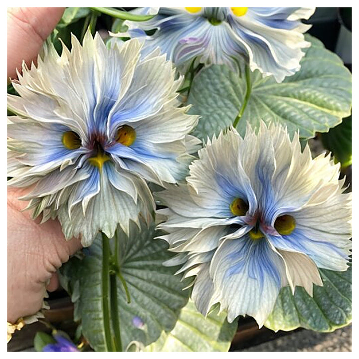 Big face Flower Seeds | Seeds for Planting | Heirloom | Non-GMO | High Germination | Organic Garden Seeds | Neera Seeds product photo [neera-v4-d610a8b3a3196a83f6f8]
