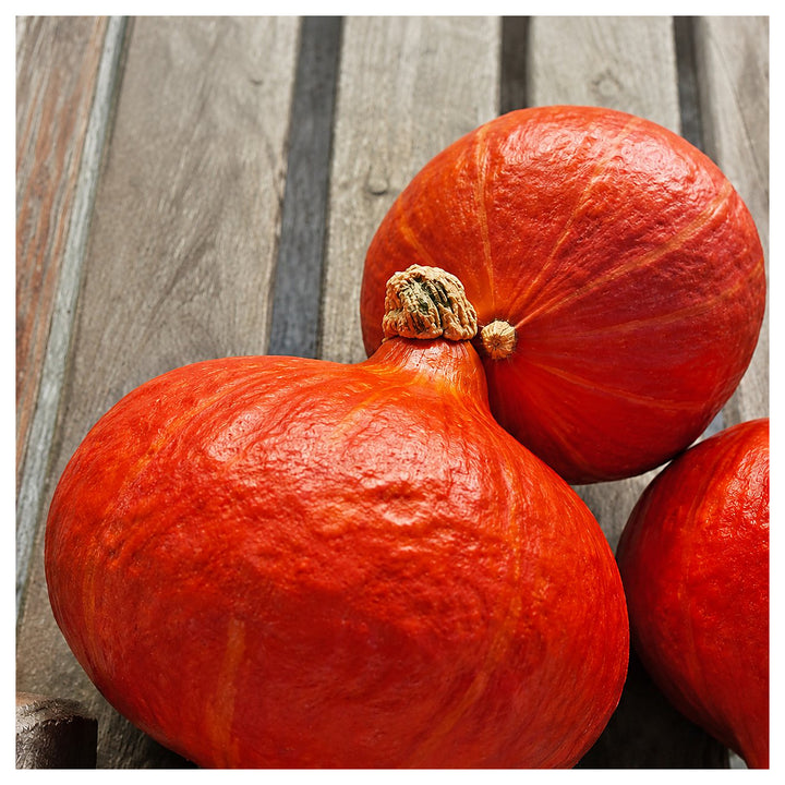 Hokkaido Red Kuri Pumpkin Seeds for Planting – Heirloom, Organic, Non-GMO, High Germination Garden Seeds | Neera Seeds product photo [neera-v4-d61e081272926dcfd3ef]